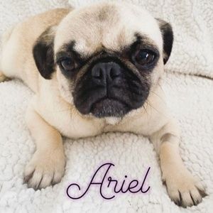 Meet your Posher, Ariel